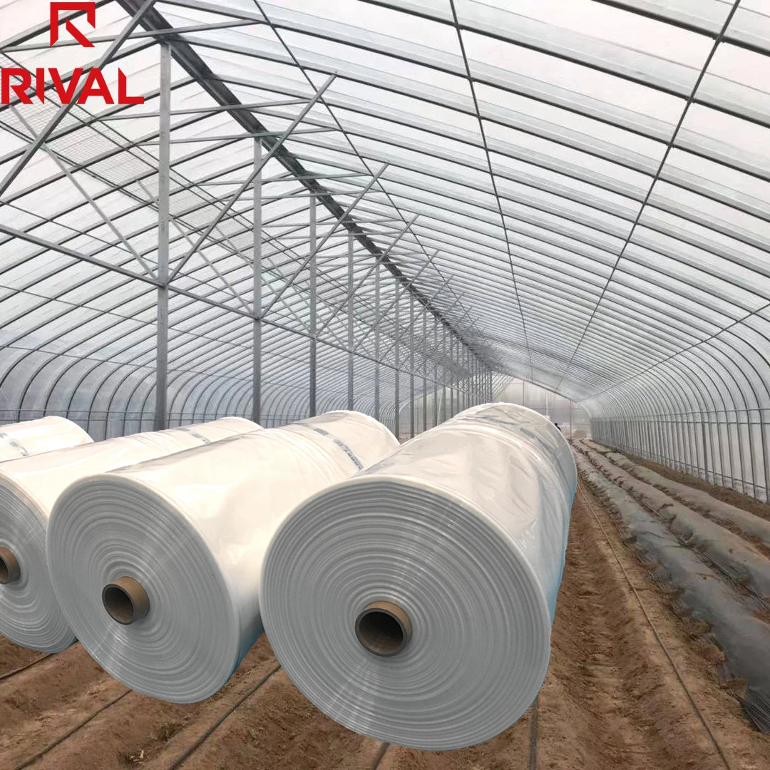 Rival Large Size 6Mil 150 Micron 200 Micron 250 Micron UV Blocking Diffusion Greenhouse Tunnel Poly Film 5 Years PE Plastic Shed
