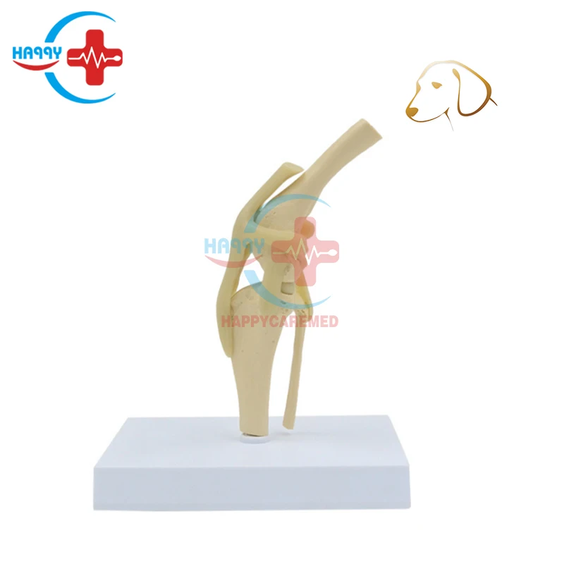 HC-R125 Veterinary Osteological Educational medical teaching Dog Knee Joint Model canine knee model