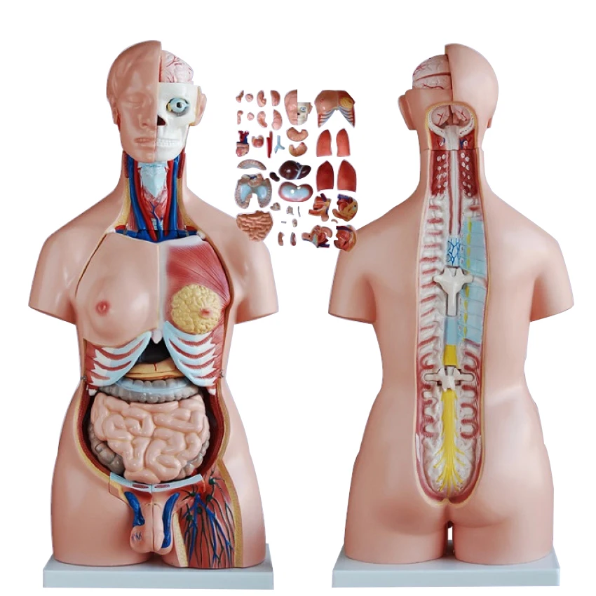 Anatomical Model Of Head And Trunk Anatomical Model Of Upper Body Of Human Body Buy Human Anatomical Model Head Anatomical Manikin Trunk Anatomical Model Product On Alibaba Com