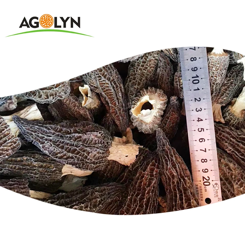 Wholesale Dried Fresh Top Grade Dry Morchella conica toadstool morel