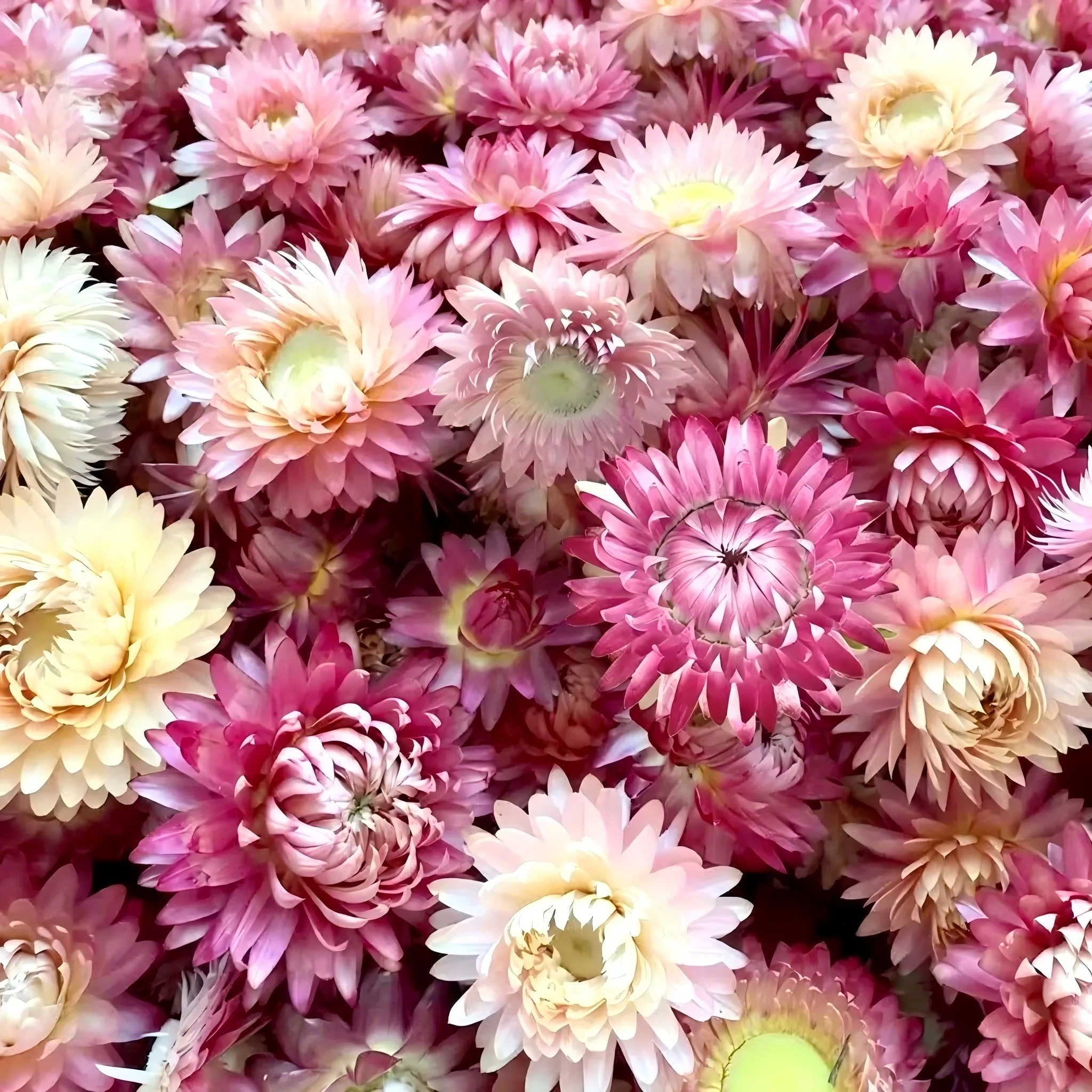 Premium Dried Xerochrysum Whole | Bulk Wholesale Price H5f3ee09bb1a54b5180c51a0af5645dafw