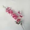 Rose Red