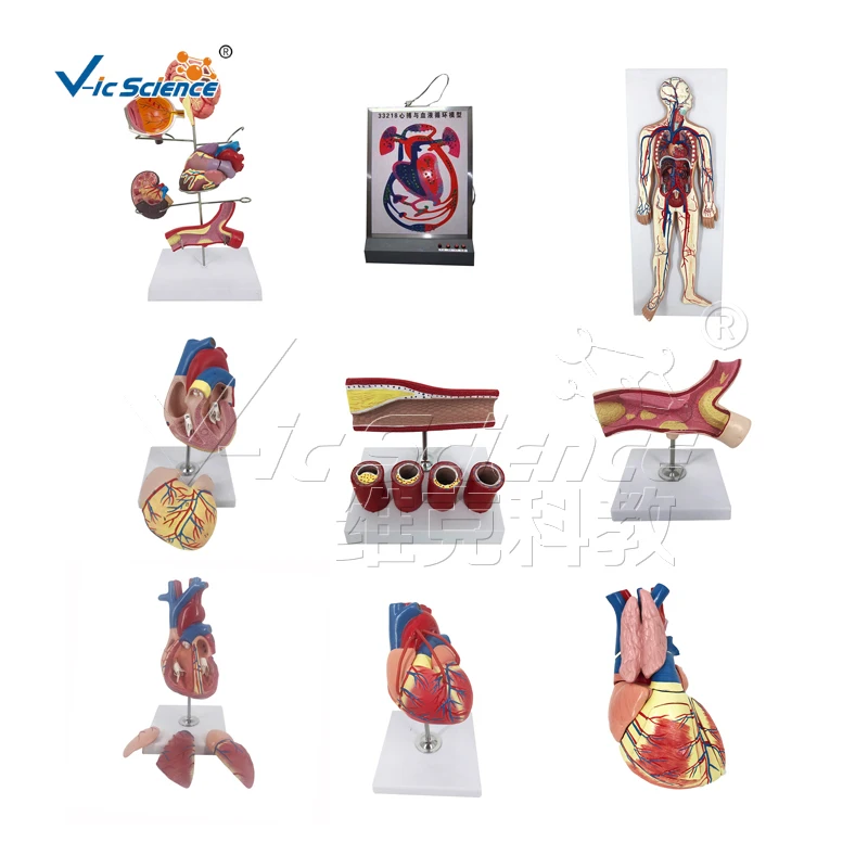 Plastic Medical Anatomical Teaching Bronchopulmonary Disease Pathological Lung Model for