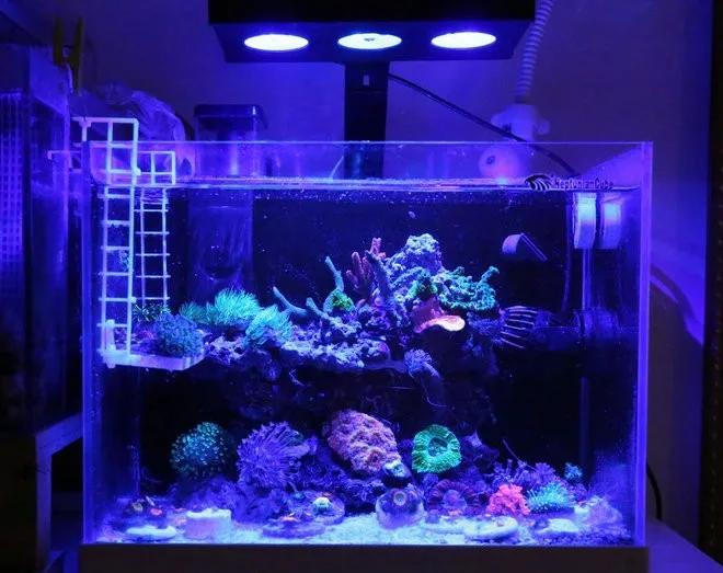 Advanced A029 SPS LPS 30W AquaKnight Aquarium Reef Lights 2