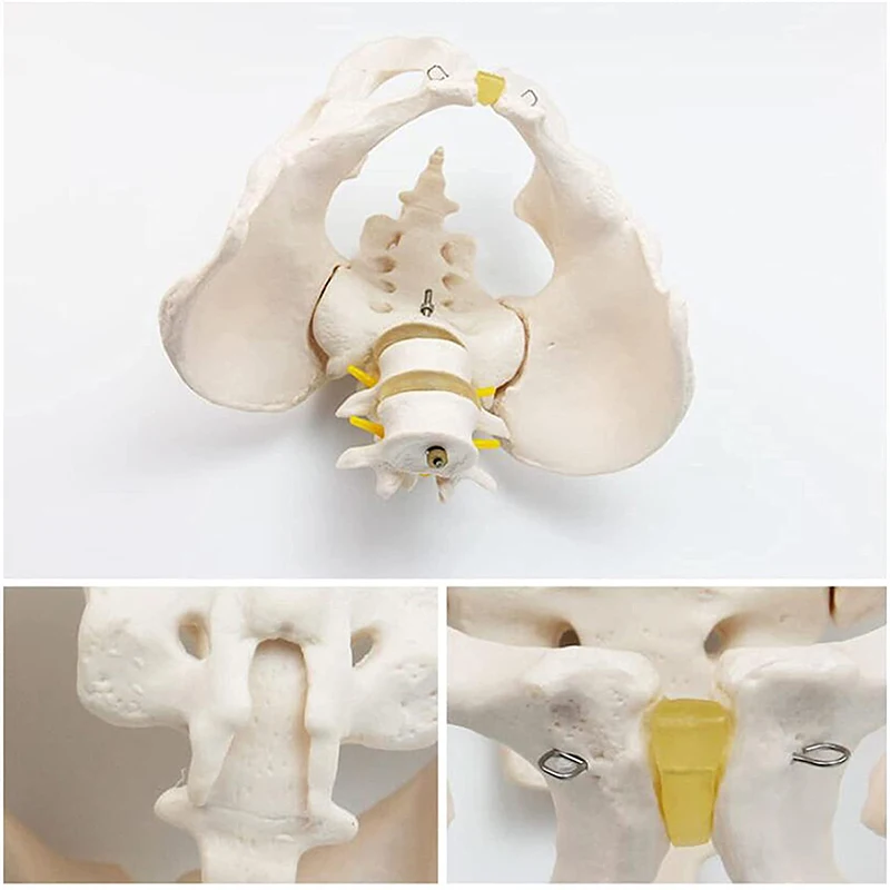 Medical Teaching Pvc Pelvis Anatomy Model With 2pcs Lumbar Vertebrae