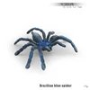 Araña azul brasileña