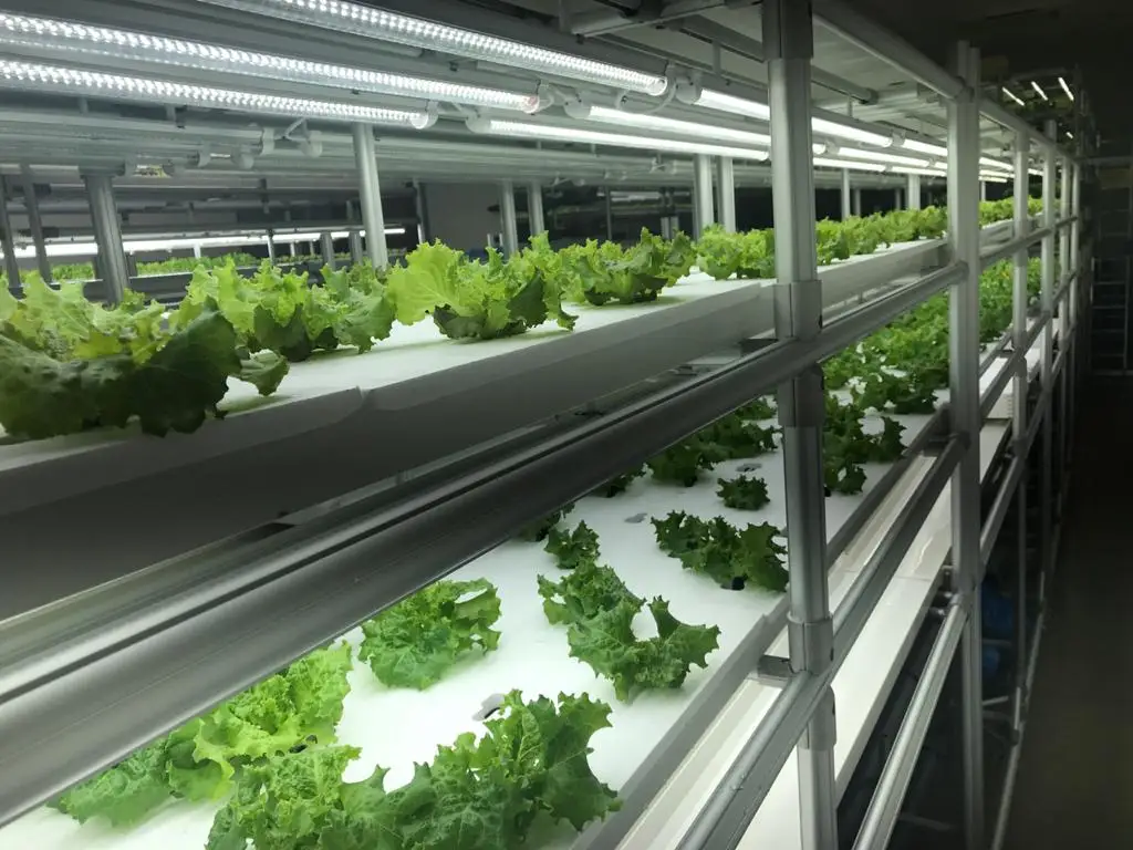floating raft hydroponics