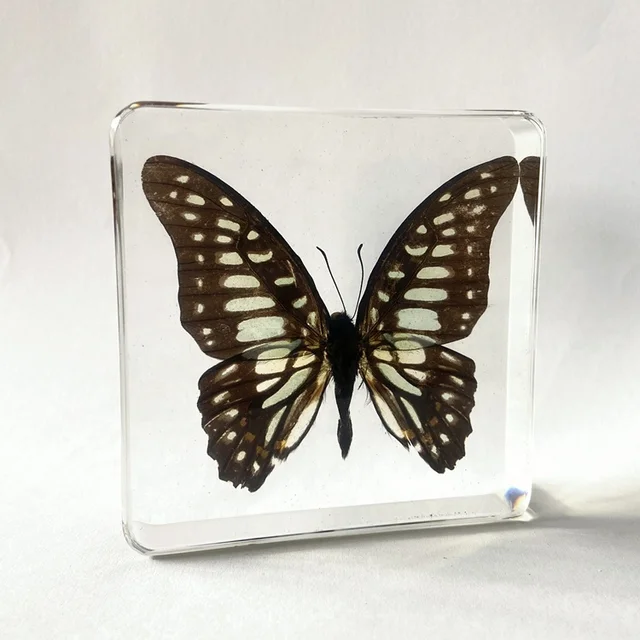 Real Colorful Butterfly Clear Crystal Home Decoration Graphium Doson Paperweight for Collectible