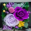 Violet bicolore