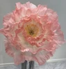 rosa 20 cm-80 cm