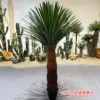 Cabeza de piña totalmente verde, 180 cm.