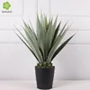 0.82M25 Leaf Agave, Grayish White