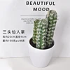 Three-headed cactus