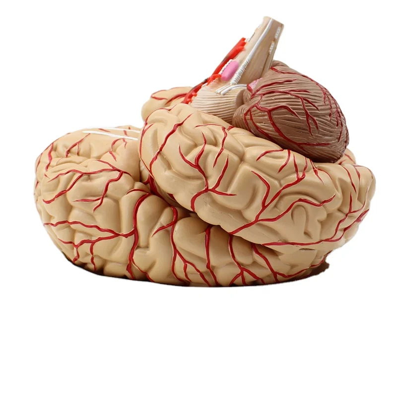 Human Brain Model 8Part Life Size Human Brain Anatomical Model Display