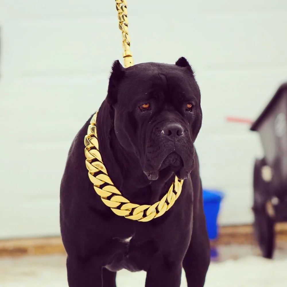 Dog Chain Collar Cane Corso Chain Cane Corso Leash Midas Dog