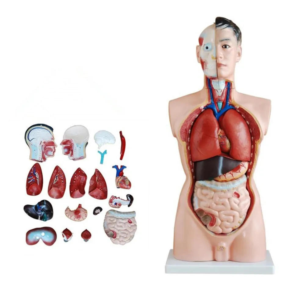 85cm Male Torso Model - 19 Part Anatomical Educational Model for