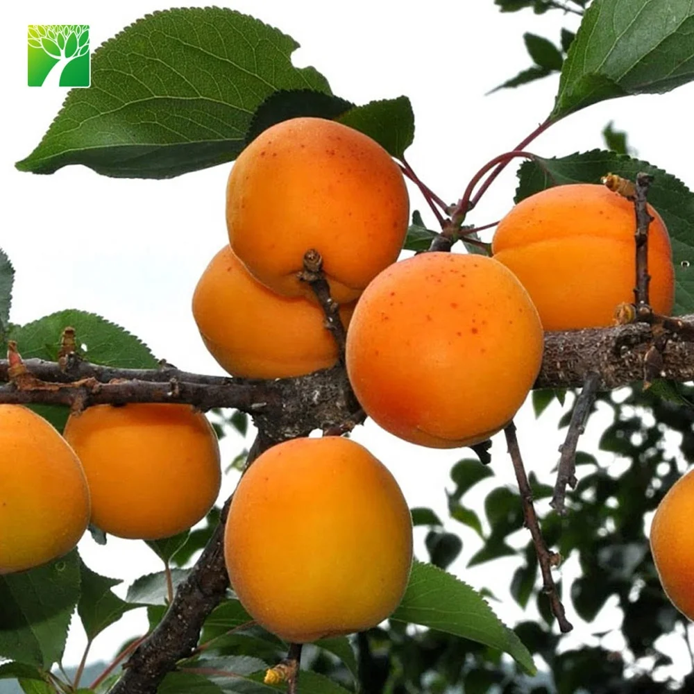 Low Price Wholesale Armeniaca Vulgaris Saplings Tibetan Apricot Fruit Tree Seedlings Buy Fruit Tree Seedlings Tibetan Apricot Seedlings Armeniaca Vulgaris Product On Alibaba Com