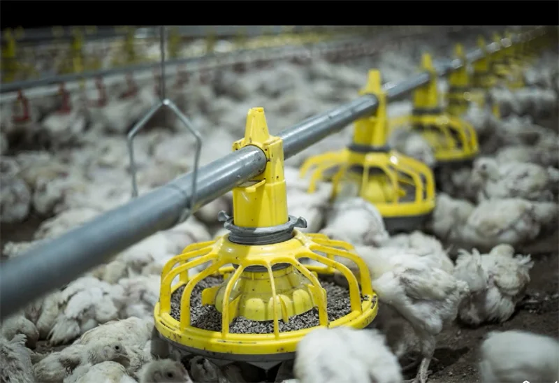 Chicken Farm Poultry Equipment for Broilers - High Efficiency