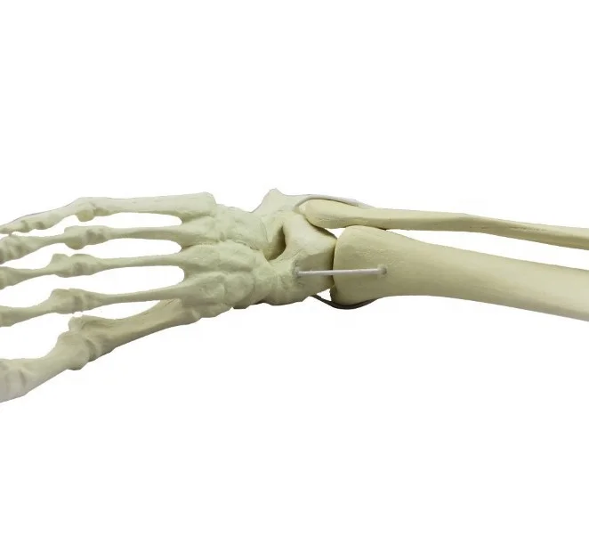 Eco-friendly PVC Biological Model Teaching Aids Plastic Human Foot & Bone Skeleton for Medical Science