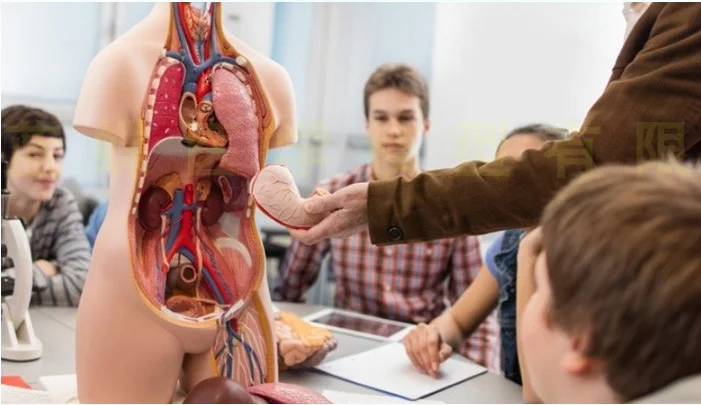 Human Anatomy Model 32 Parts Replaceable Gender with Human Torso ...