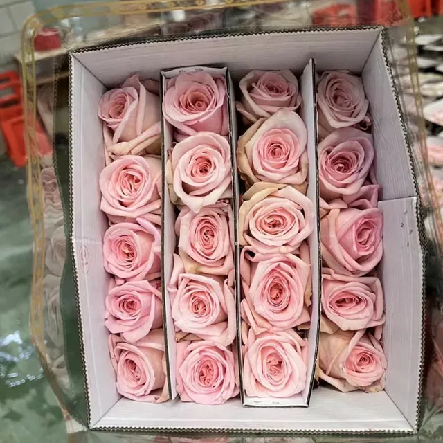 Litchi  fresh cut flowers lychee pink color single head rose bulk high quality A grade rose