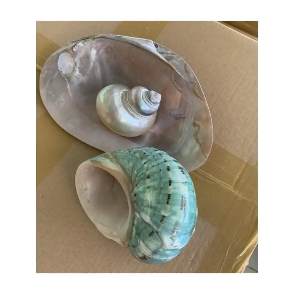 Snail Shell for Escargot/hernit Crab/ Crafts/snail Shell Large From 99 Gold Data Processing