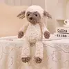 dark face sheep