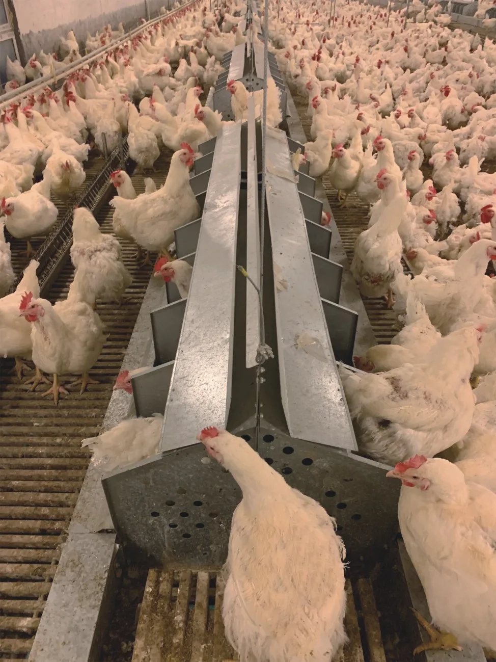 Automatic Poultry Farm Chicken Nest Layers Egg Collector Chicken Nest ...