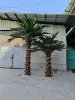Oil Palm