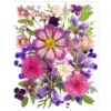 Viola e Rosa