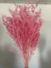 rosa sakura