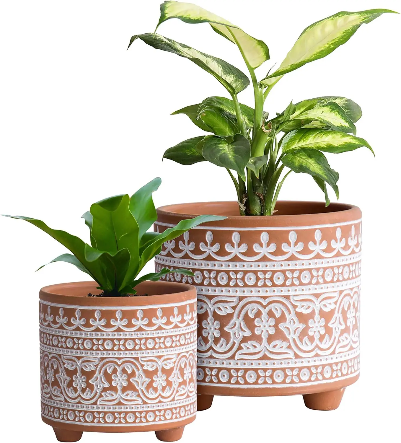 peperomia hanging plant Peperomia - Watermelon - Hanging Basket