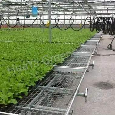 Εμπορικό Θερμοκήπιο Venlo Μεγάλου Ανοίγματος από Γαλβανισμένο Χάλυβα Κατονισμού με Σύστημα Σκίασης και Απόκρυψης Φωτός