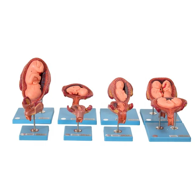 Gd/42005 Embryonic Development Medical Anatomical Model - Buy Fetus  Development Model,Embryo Development,Pregnancy Model Product on 