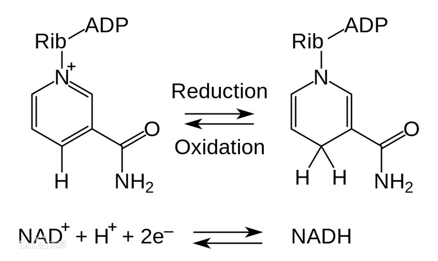 Shop Nicotinamide adenine dinucleotide 98% NAD+ powder CAS 53-84-9 NAD powder-Detailed Image 1