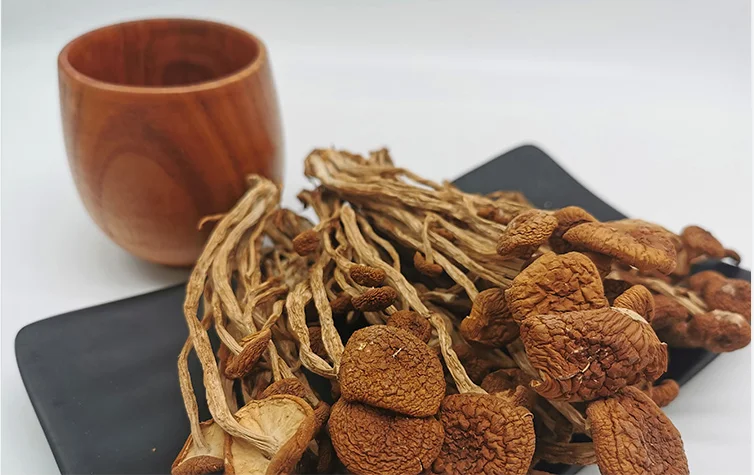 Купить оптовую агроциб, сушеный чайный гриб Aegirit