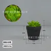 Suculenta-03