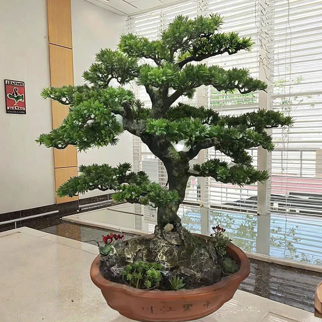 growing a bonsai tree from a seed Grow Your Own Bonsai Tree Kit – 5 Varieties from Seed – Pronto Seed main image 1