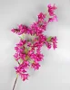 116  cm Bougainvillea 7