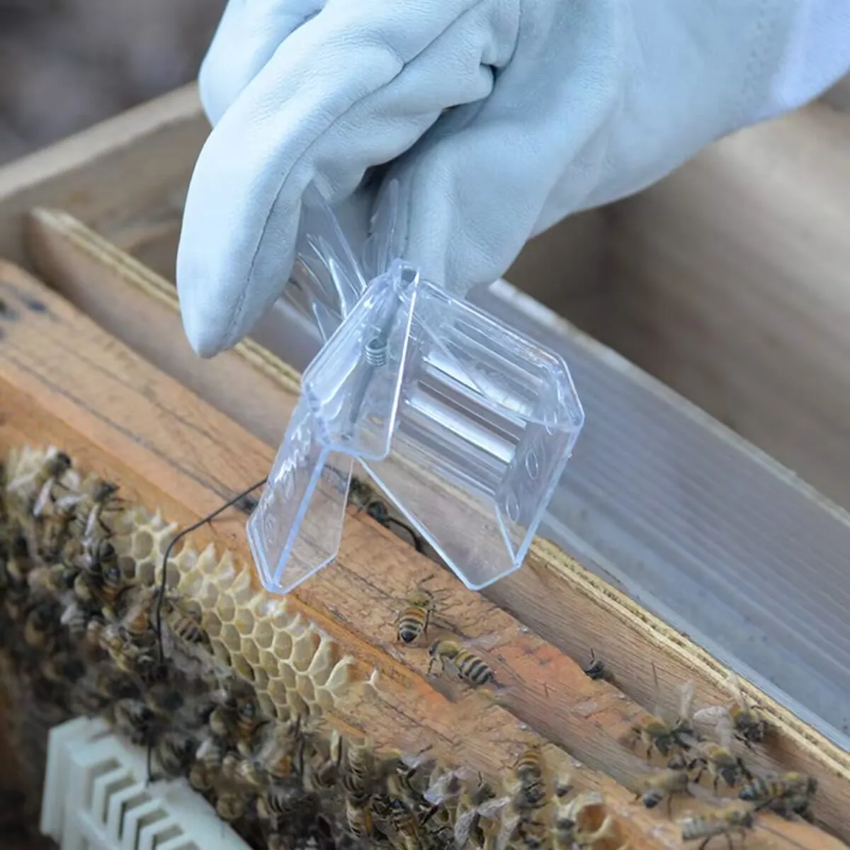 Queen Bee Marking Kit With 8 Queen Marking Pen 5 Queen - View #9