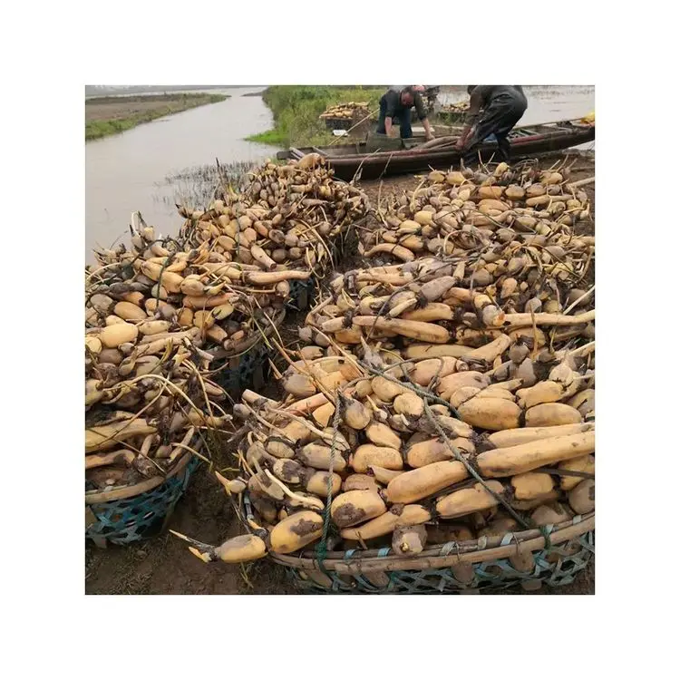 Premium Frozen Vegetables Easy Cook High-quality and Cheap Fresh Lotus Roots From China