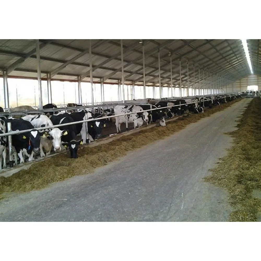 Modern Cow Shed Design Light Steel Structure Dairy Cattle Farm Building