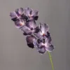 Nero Viola