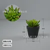 Suculenta-01