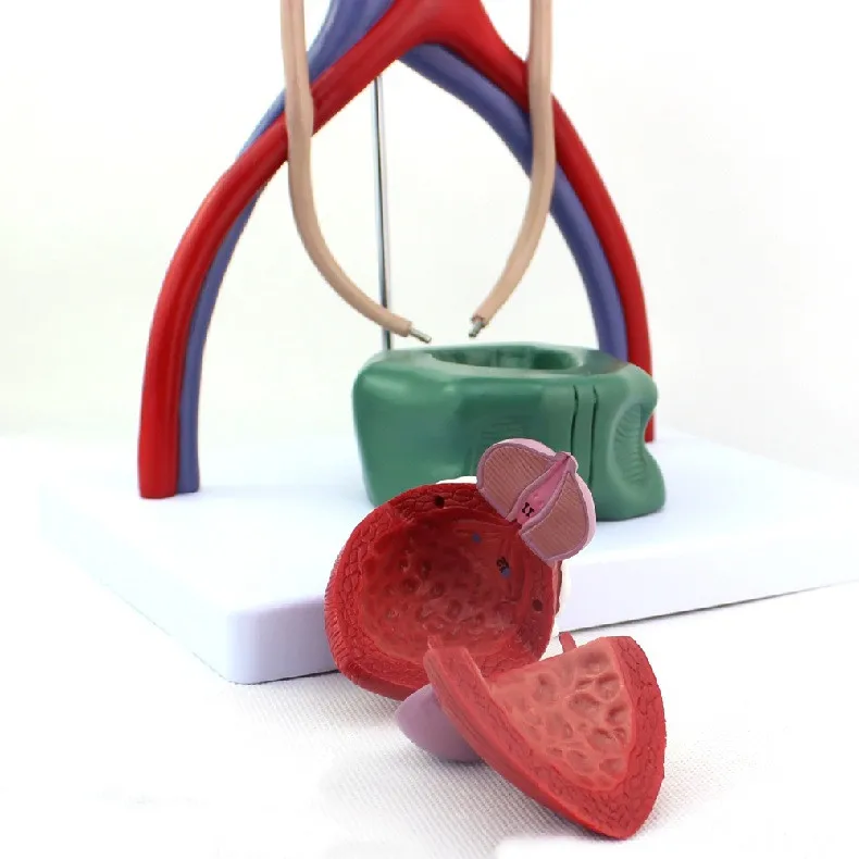 Human Urinary System Model Anatomical Model of Kidney Ureter  Bladder and Urethra