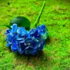 ไฮเดรนเยียสีน้ำเงิน-สูง 45 ซม.-หัวดอกเส้นผ่านศูนย์กลาง 16 ซม