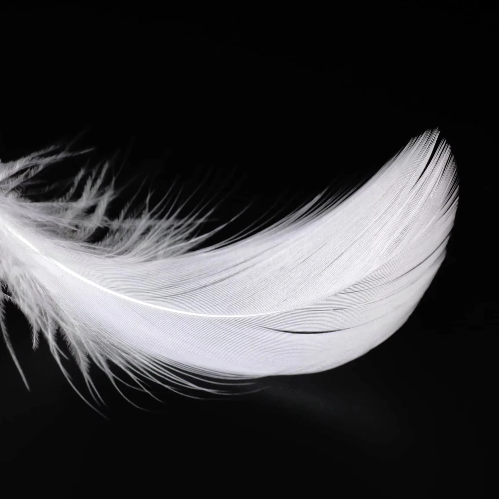 RDS DOWNPASS White Fully Washed Natural 100% Duck Feather Filling Natural Filling for Comforters Pillows Jackets Couch Cushions