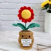 red daisies plant(no base)