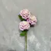 Purple-white