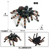 M-1616 Rainforest Spider